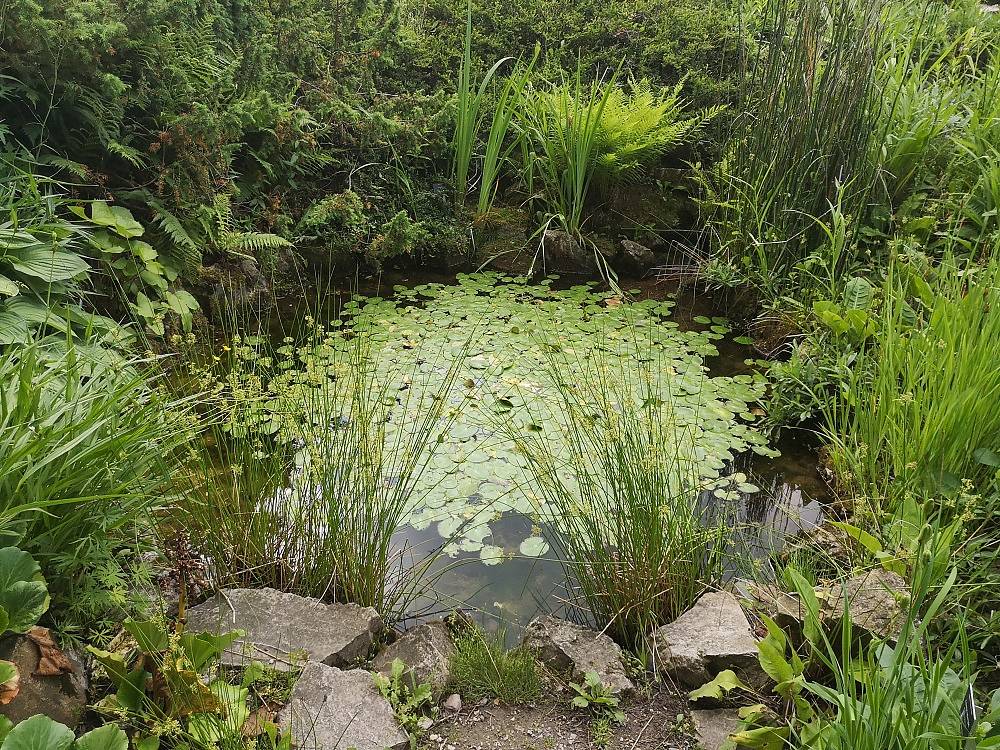 Zbudowane oczko wodne w ogrodzie
